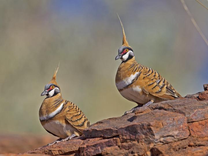 Spinifex Pigeon