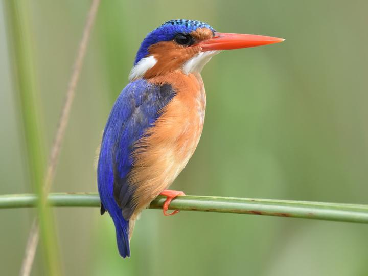 Malachite Kingfisher