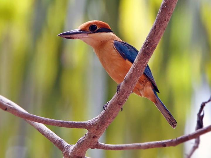 Cinnamon-banded Kingfisher