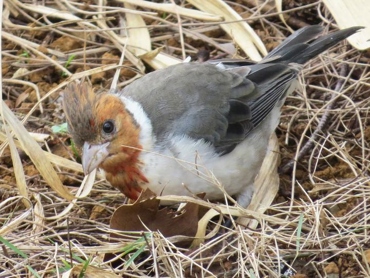 Red-crested Cardinal