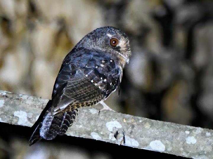 Moluccan Owlet-nightjar