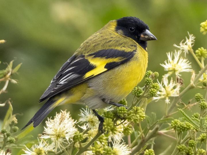 Hooded Siskin