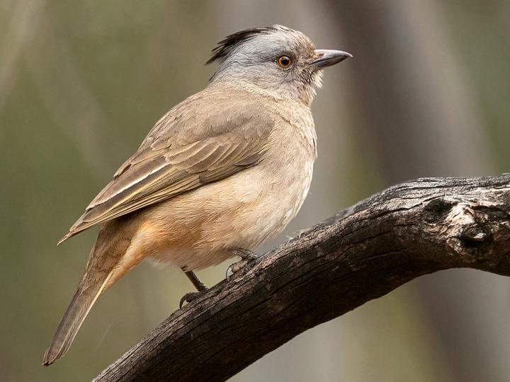 Crested Bellbird