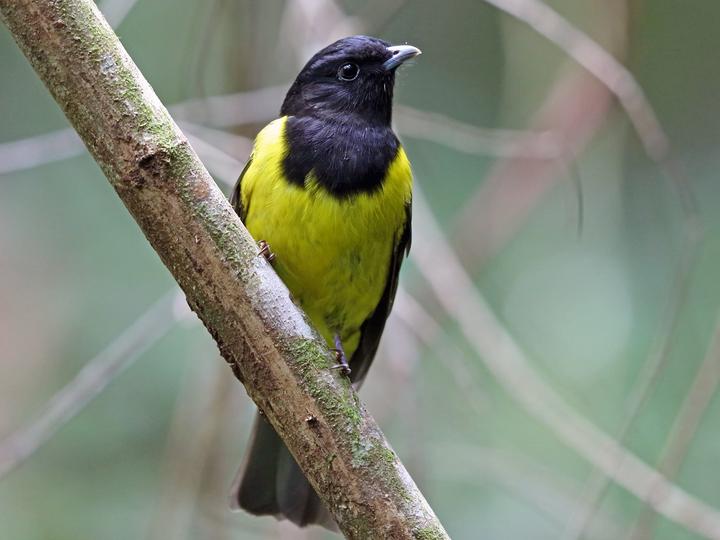 Hooded Berryeater