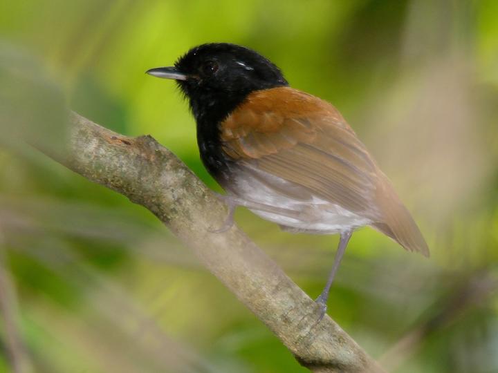 Hooded Gnateater