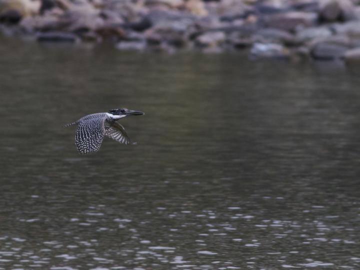 Crested Kingfisher