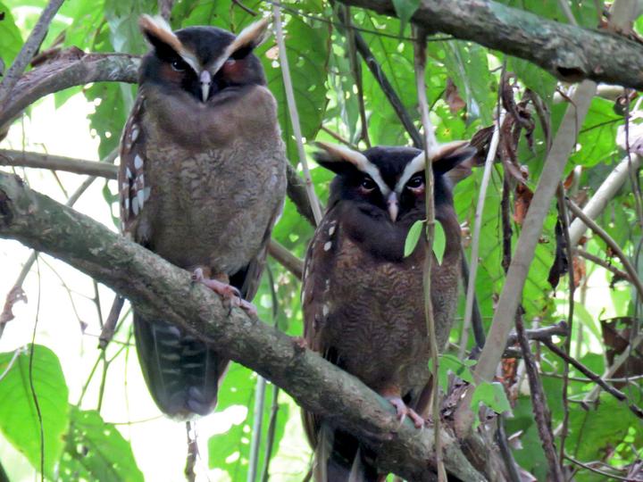 Crested Owl