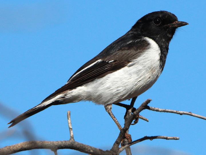 Hooded Robin