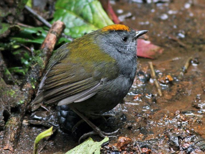 Wrenthrush