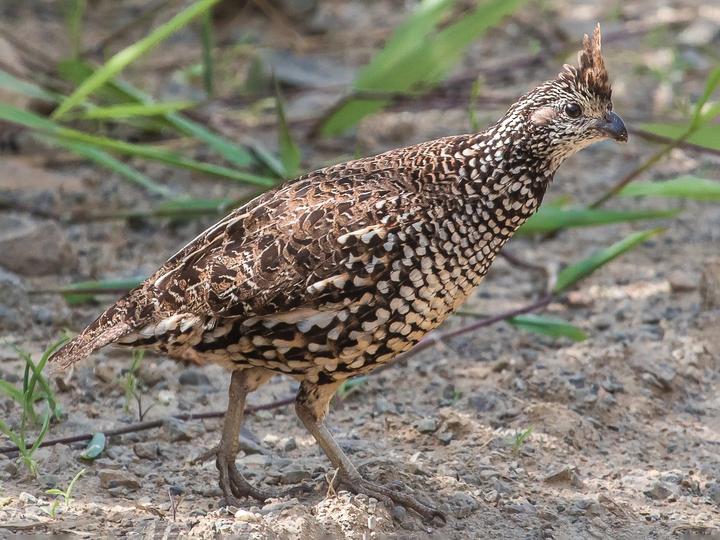 Crested Bobwhite