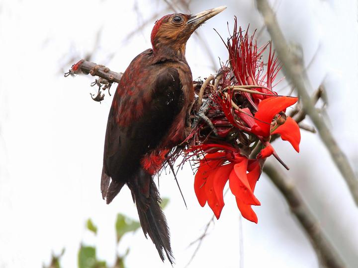 Okinawa Woodpecker