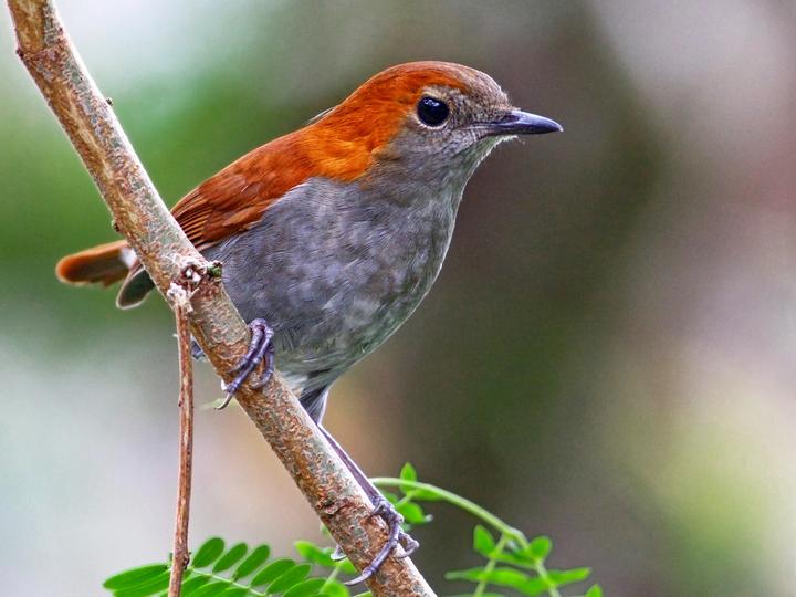 Okinawa Robin