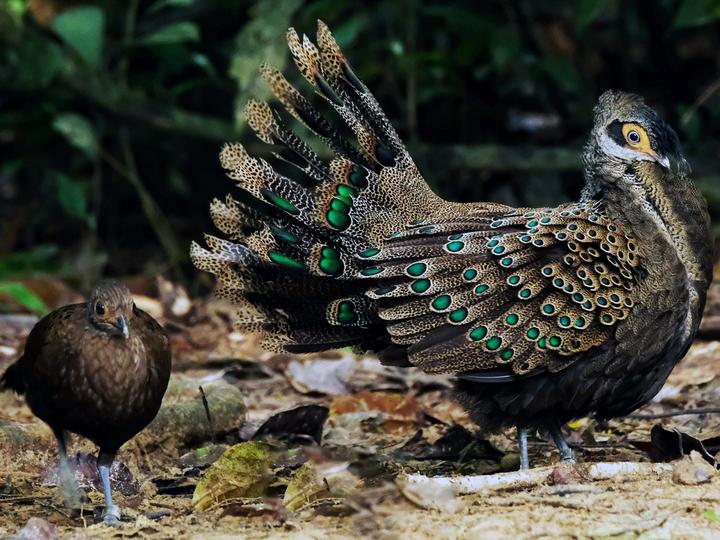 Malayan Peacock-Pheasant