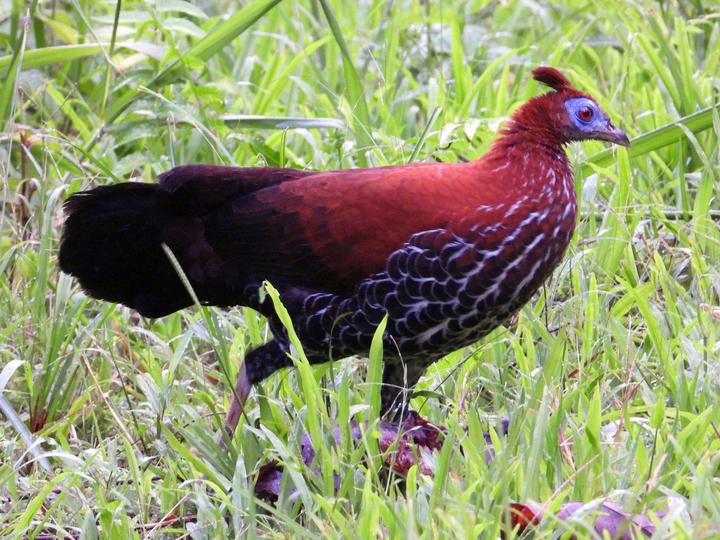 Bornean Crested Fireback