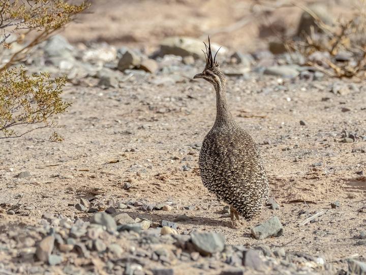Elegant Crested Tinamou