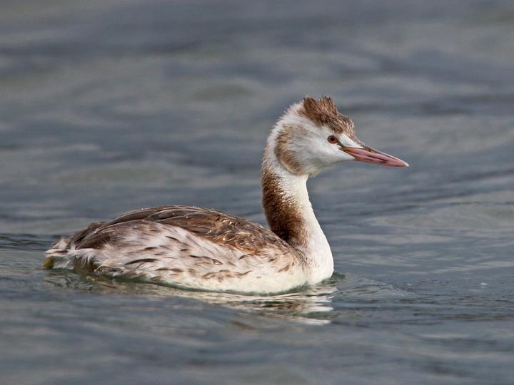 Great Crested Grebe