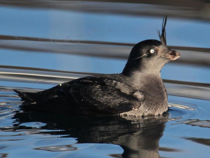 Crested Auklet