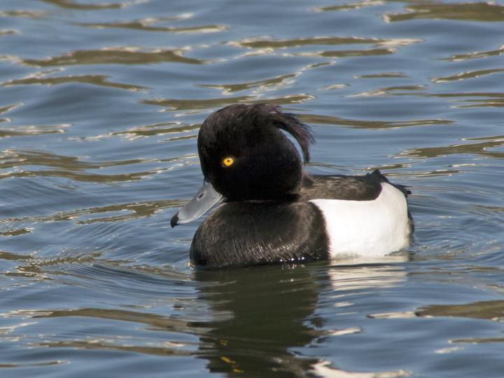 Tufted Duck