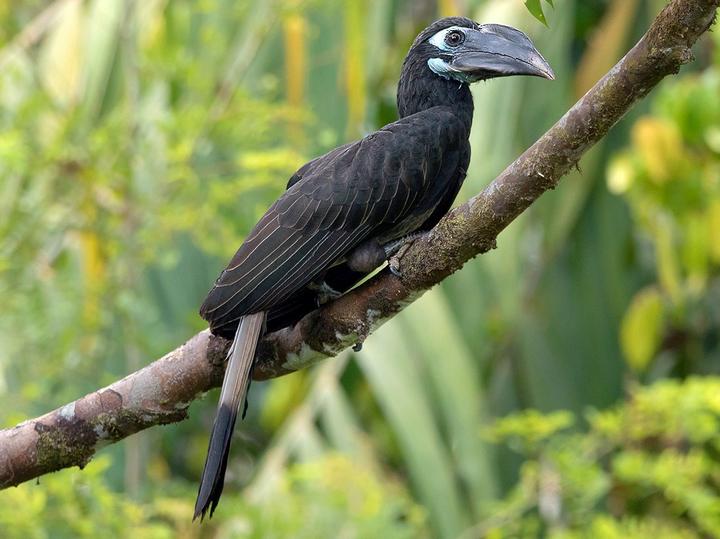 Bushy-crested Hornbill