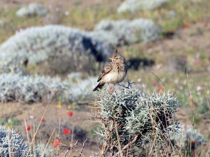 Crested Lark