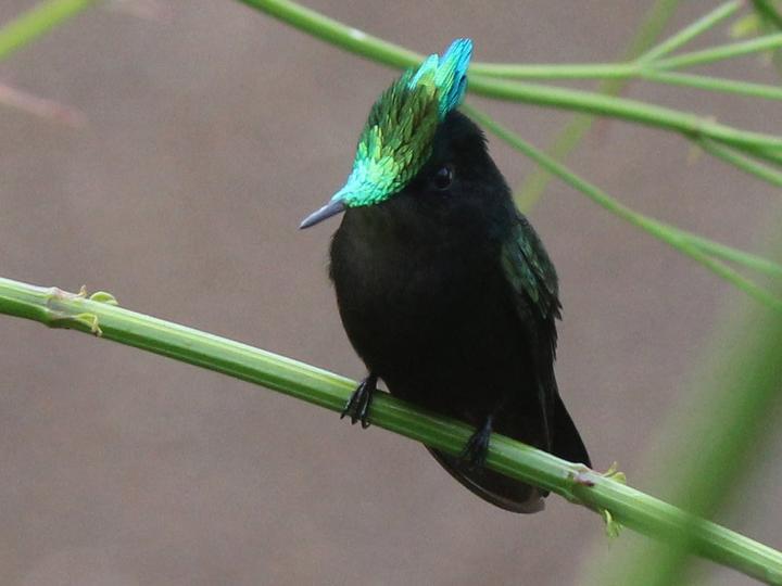 Antillean Crested Hummingbird