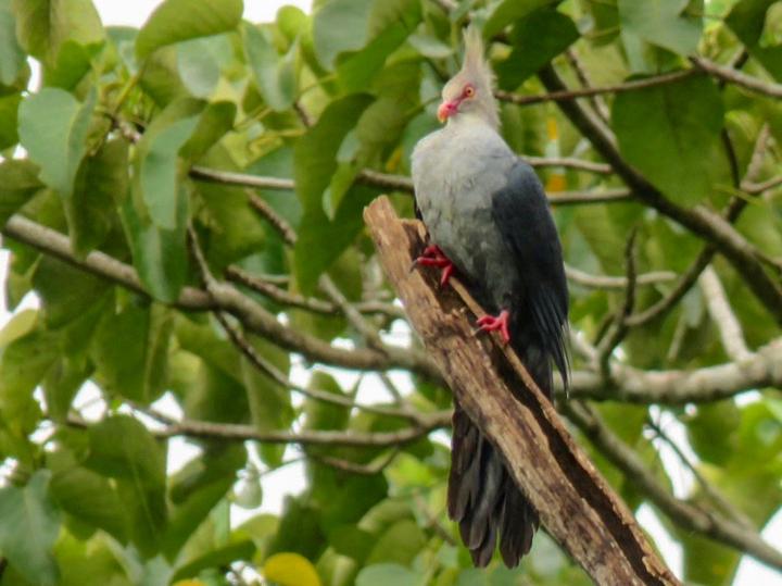 Crested Cuckoo-Dove