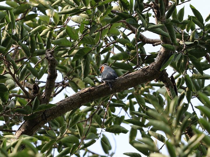 Crested Treeswift