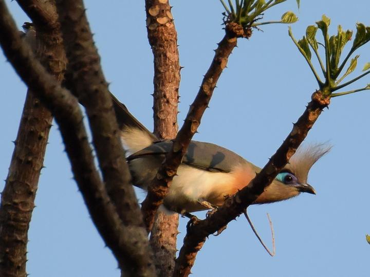 Crested Coua