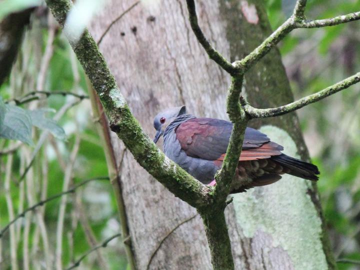 Crested Quail-Dove