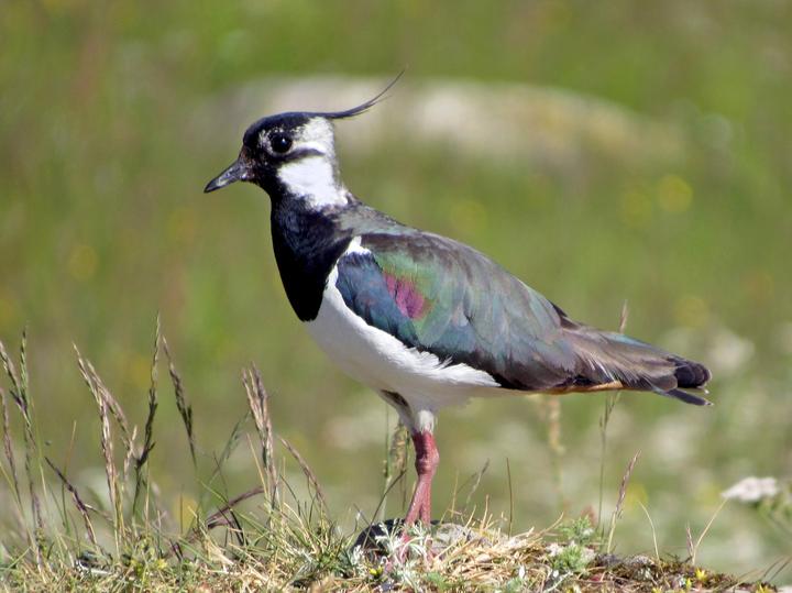 Northern Lapwing