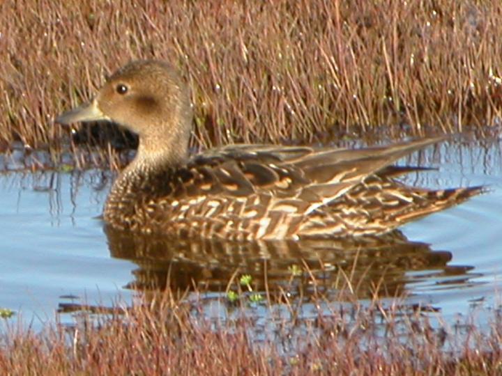 Eaton's Pintail