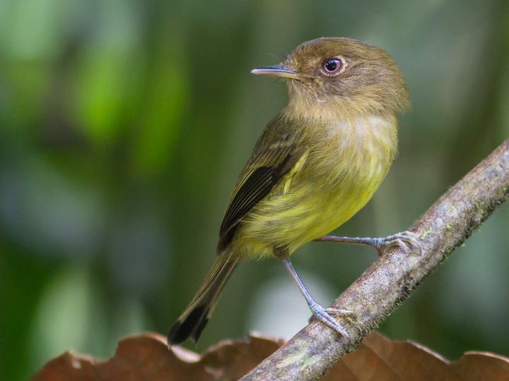 Kaempfer's Tody-Tyrant