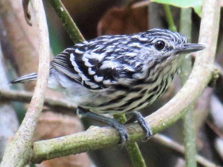 Klages's Antwren