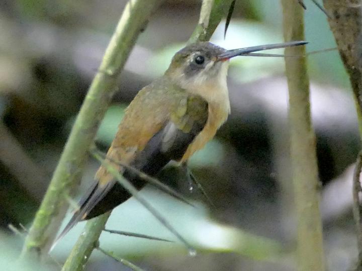 Koepcke's Hermit