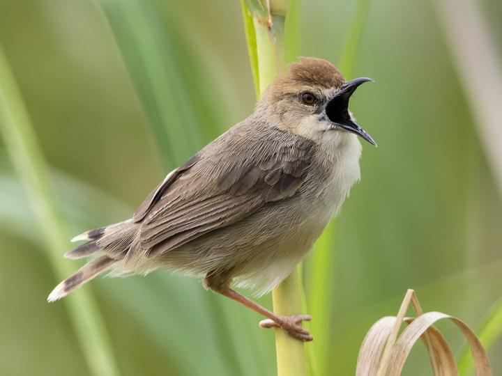 Kilombero Cisticola