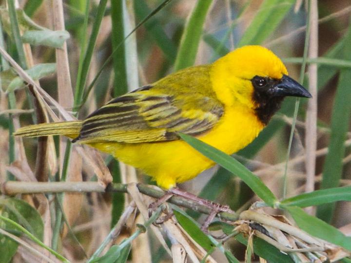 Kilombero Weaver