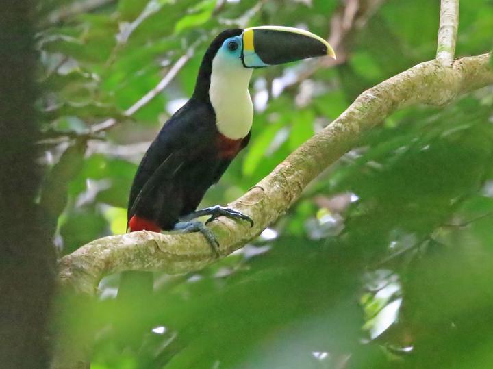Channel-billed Toucan