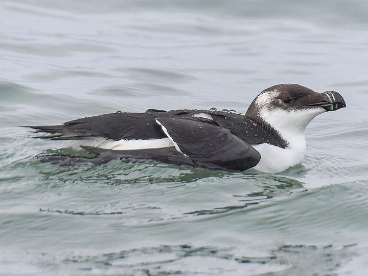 Razorbill