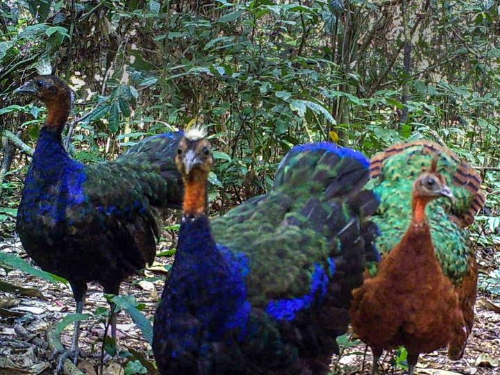 Congo Peafowl