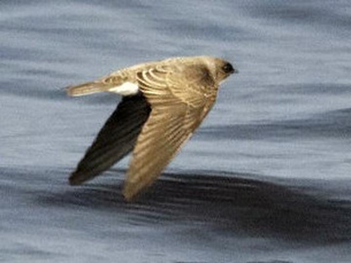 Congo Martin