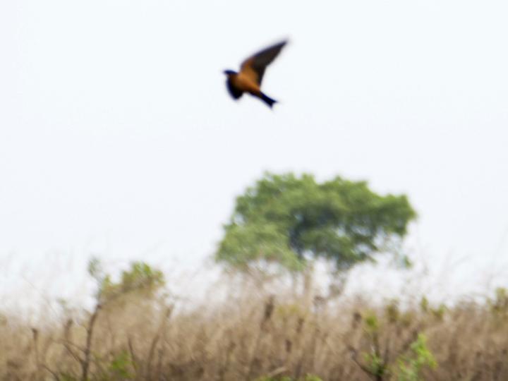 Black-and-rufous Swallow