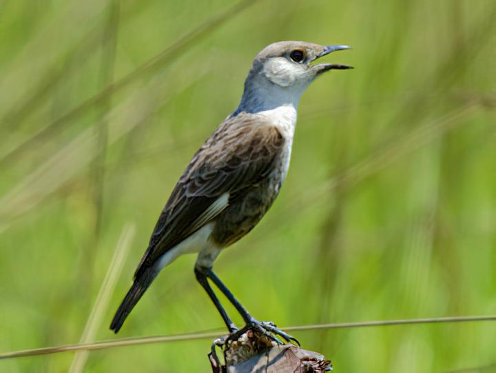Congo Moor Chat