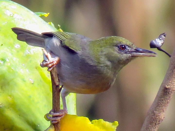 Large Lifou White-eye