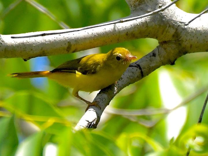 Livingstone's Flycatcher