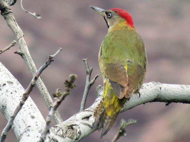 Levaillant's Woodpecker