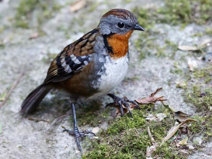 Australian Logrunner