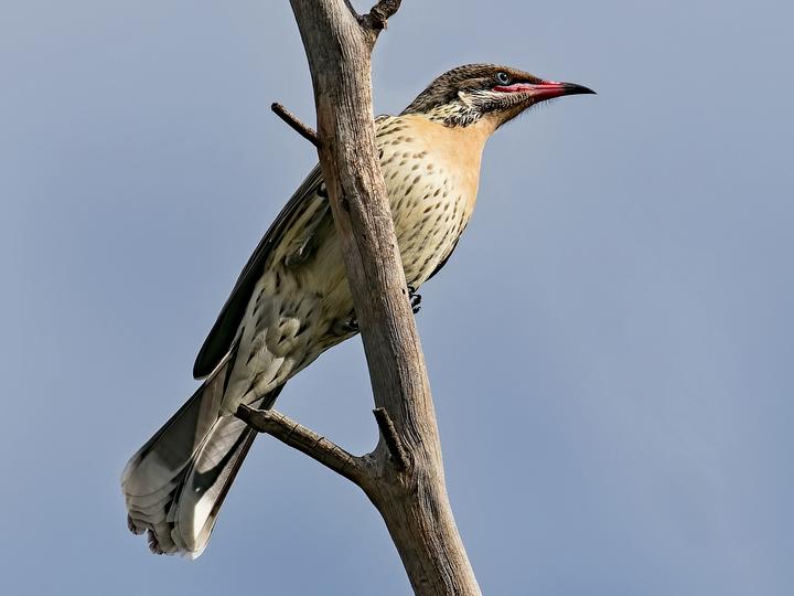 Spiny-cheeked Honeyeater