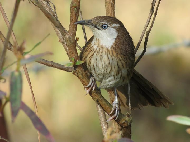 Spiny Babbler