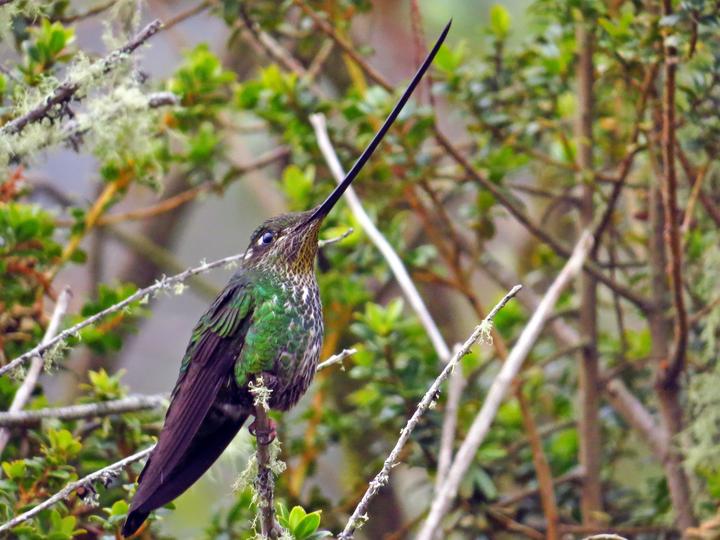 Sword-billed Hummingbird