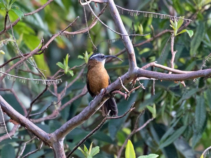 Slender-billed Scimitar Babbler